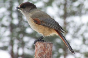 Kushsha - najmanja ptica svih vne